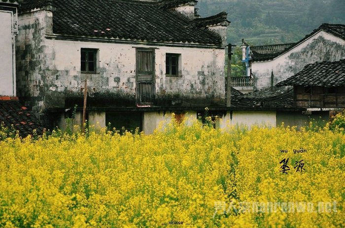 婺源油菜花