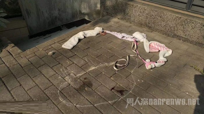 柯基犬摔死之处