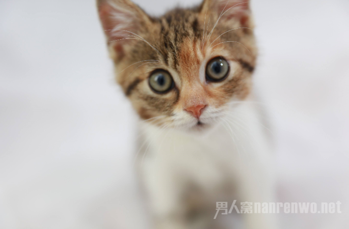 猫咪