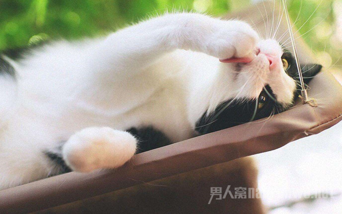 网红抑郁猫被领养