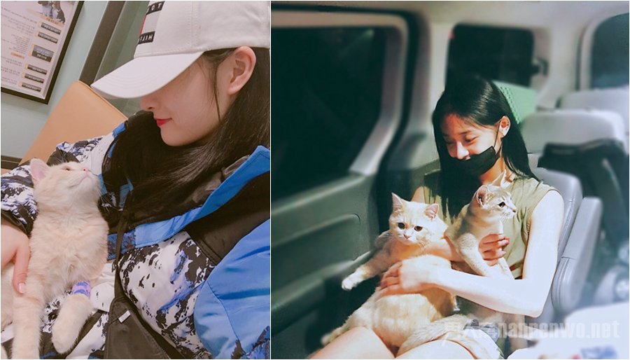 周洁琼猫