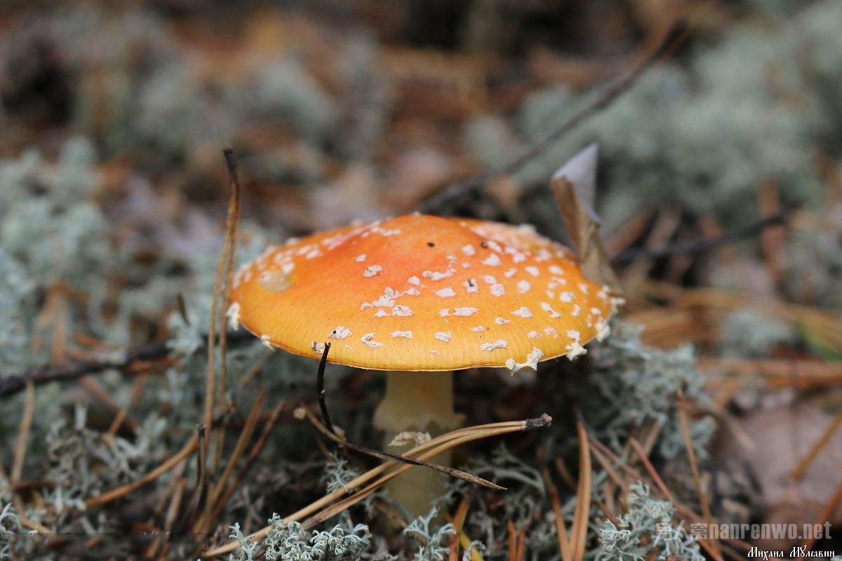 鹅膏菌