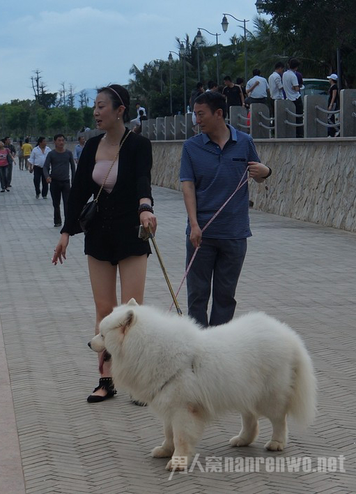 给狗狗系上狗绳