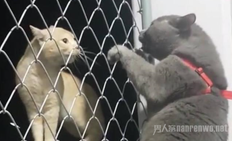 蓝猫：我超凶的