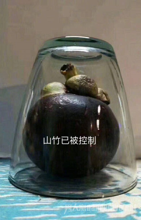 ̨ɽӡ