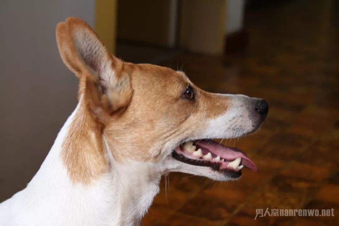 狗咬男孩