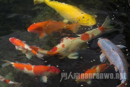 转发锦鲤人设