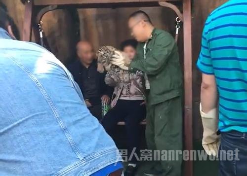东北虎幼崽合影50元一位