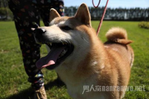 拍卖柴犬为主人抵债