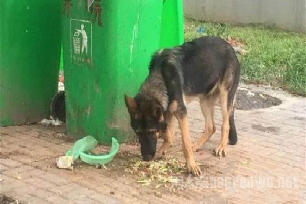 警犬被盗事件通报