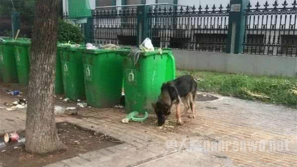 警犬被盗事件通报