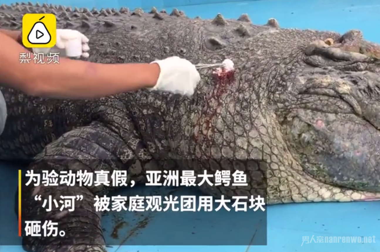 游客砸伤亚洲鳄鱼
