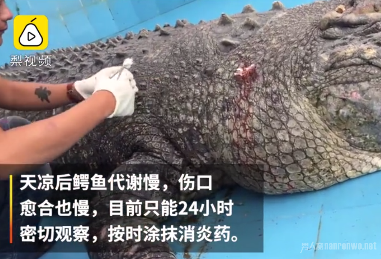 游客砸伤亚洲鳄鱼