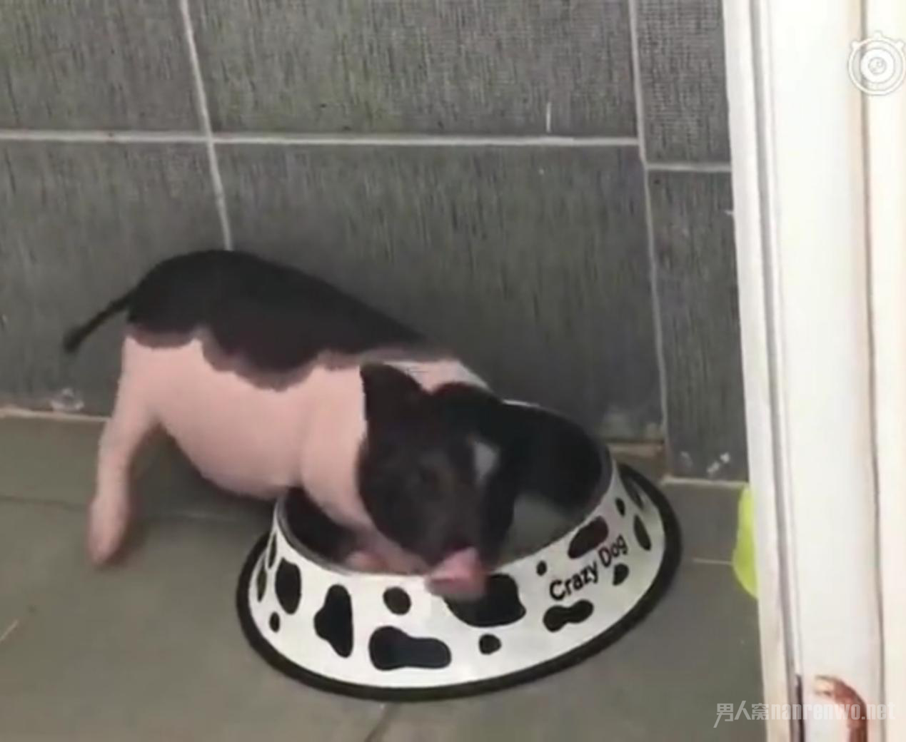 在宿舍养猪