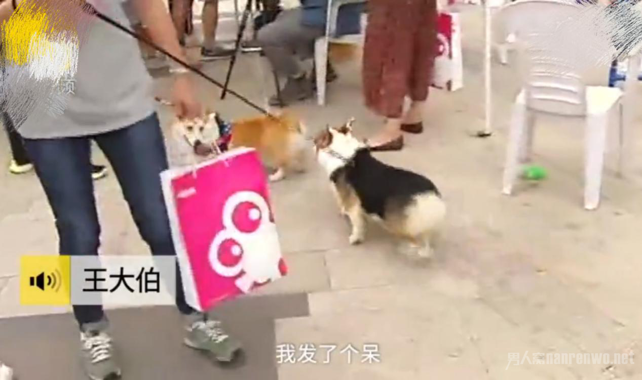 中华田园犬无法办理狗证