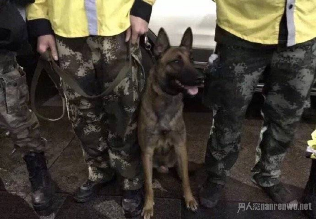 警犬搜寻