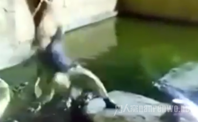 男子鳄鱼池荡秋千