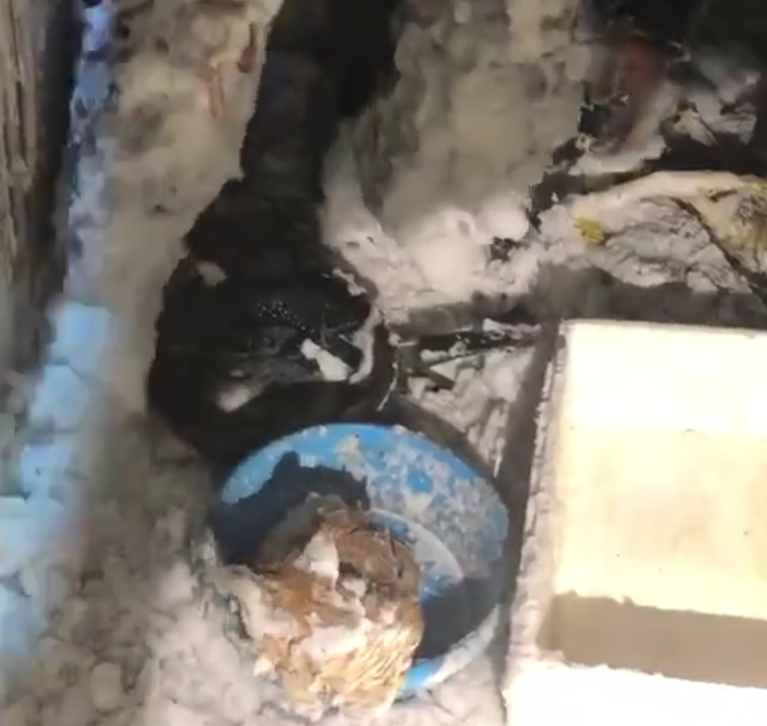 小猫全身结冰在盆里