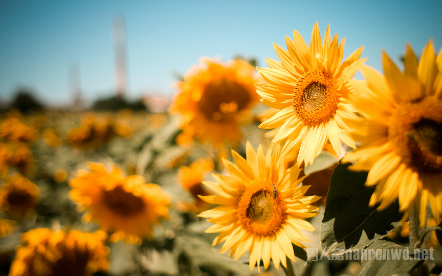 ���2018�����ܽ���ʲô��