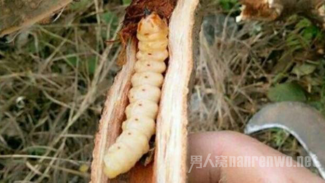 男子偷虫子被刑拘