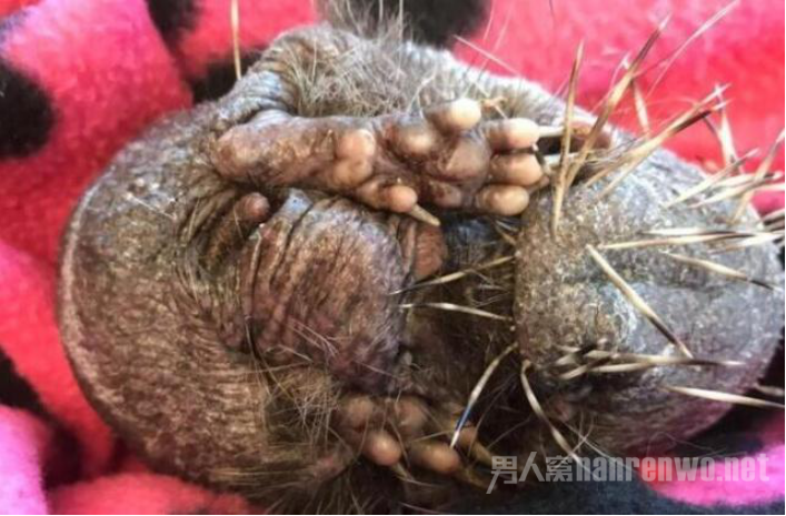 刺猬因压力大秃顶