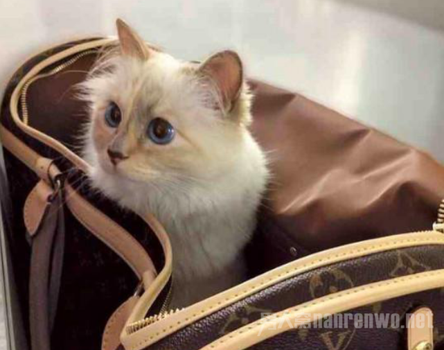 遗产由猫继承