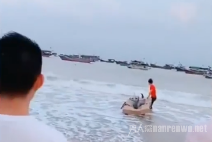 花1500买海豚放生