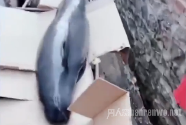 花1500买海豚放生