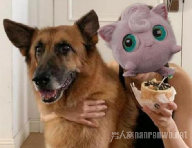 郑秀文为许志安爱犬庆生