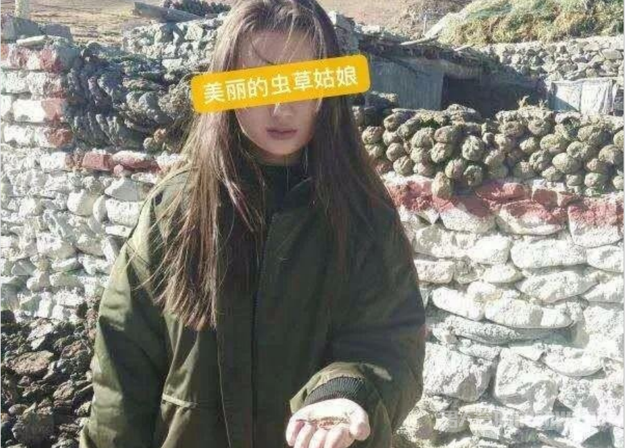 虫草姑娘落网