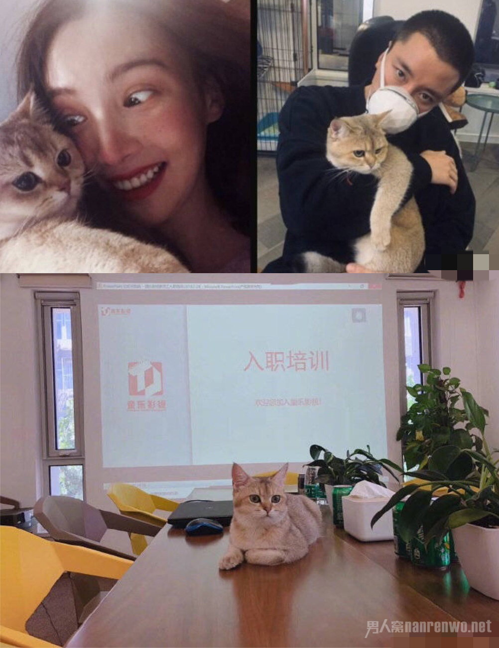 贾乃亮金晨