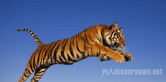 野兽追击车辆