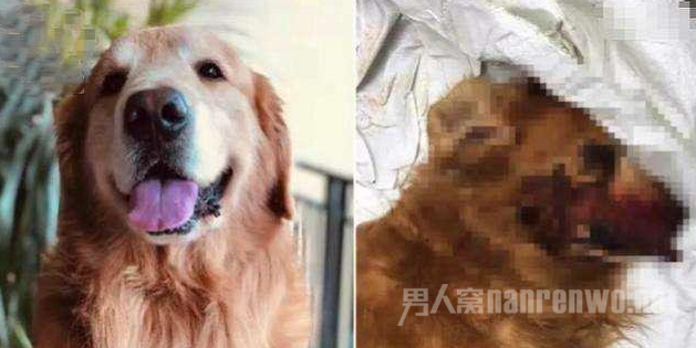 狗狗被打死