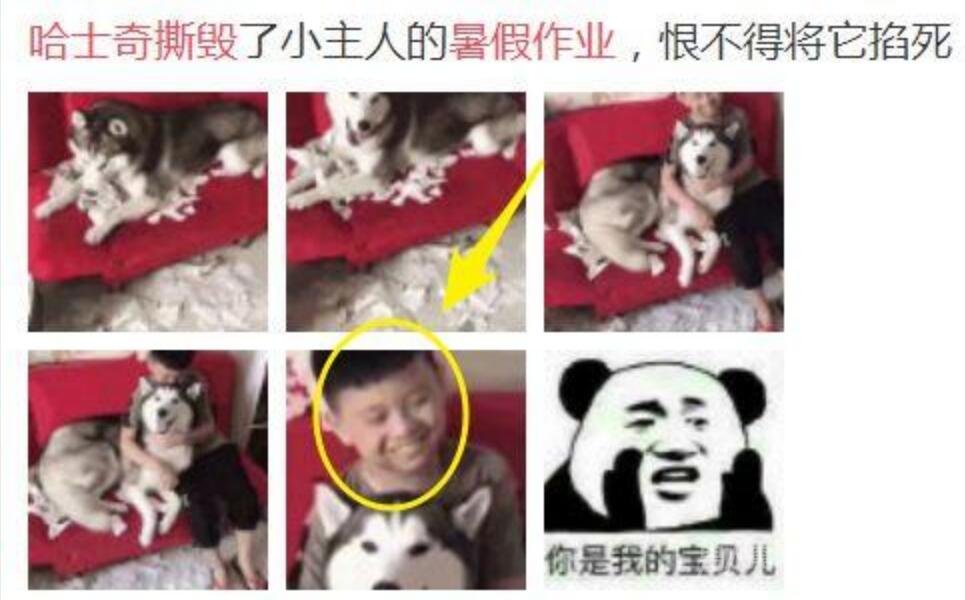 作业被狗吃了