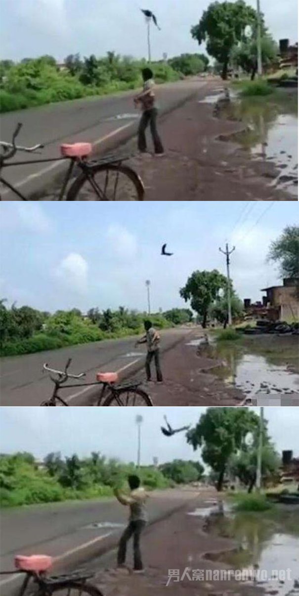 柯瓦被乌鸦袭击