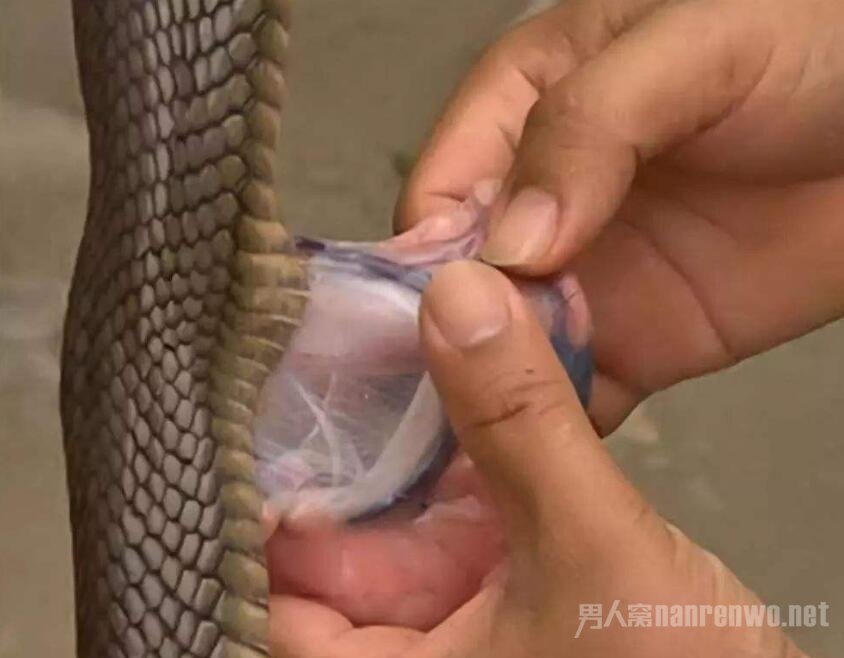 蛇胆