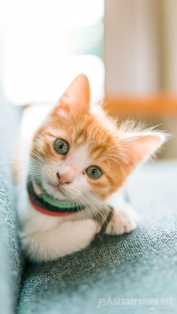 95后立遗嘱财产留给猫