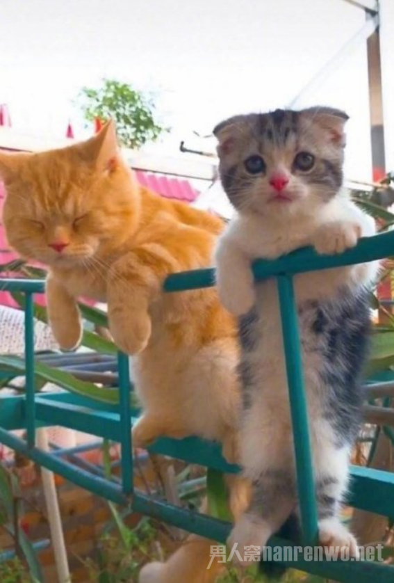 右边的猫猫就好像是花了妆