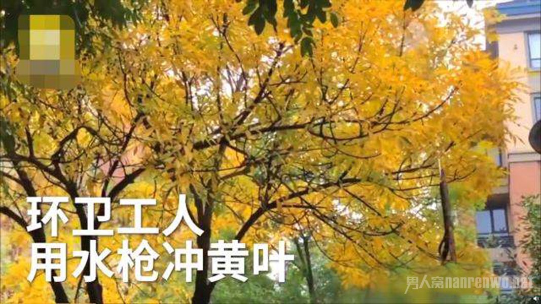 环卫工用高压水枪打黄叶