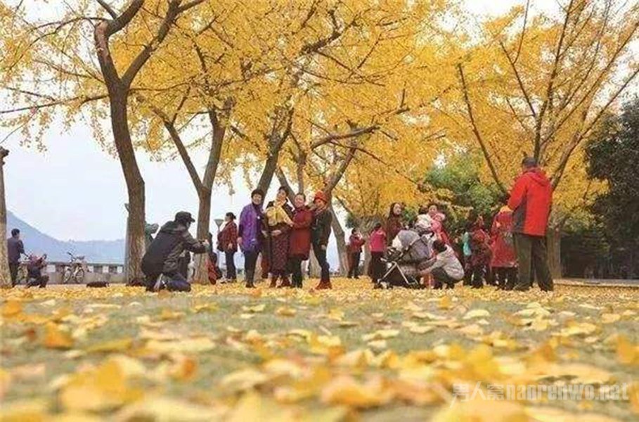 环卫工用高压水枪打黄叶