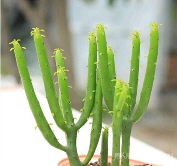 ֲ