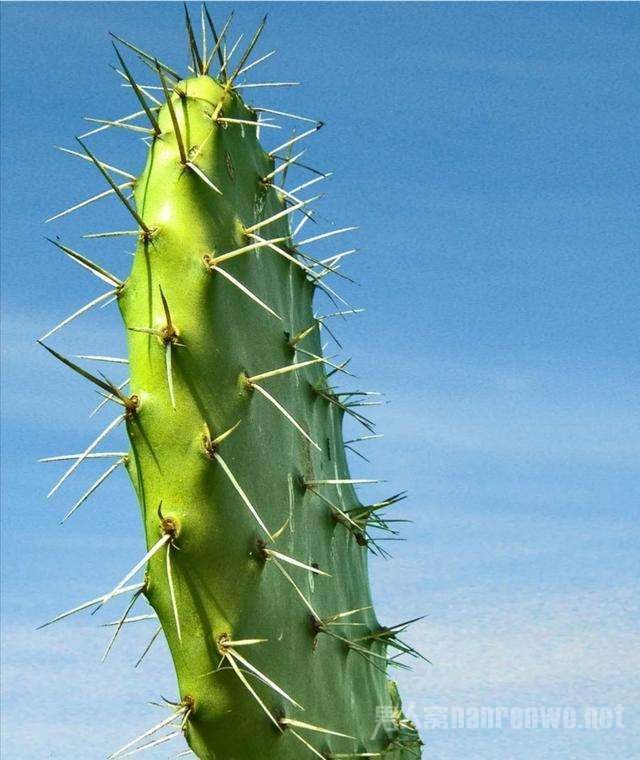 ֲ