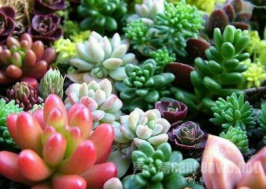 多肉植物为什么生长缓慢？