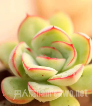 多肉植物生长缓慢的原因