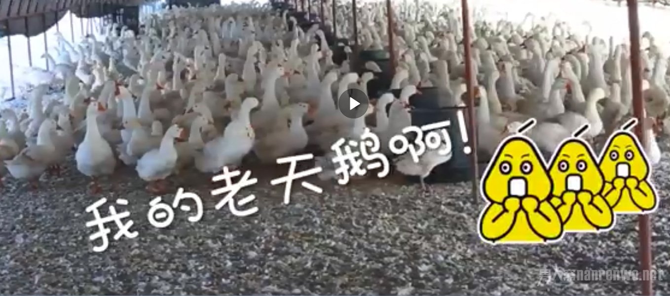 东北大鹅露天洗澡被冻在冰面上