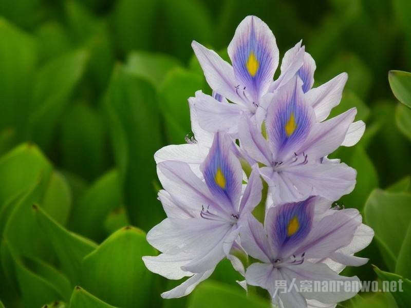 fengyanlian