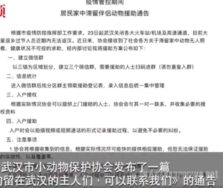 武汉家中滞留宠物救援 