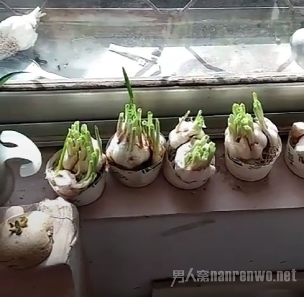 寒假作业被我妈炒菜了