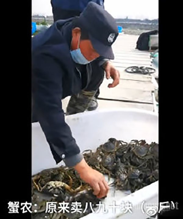 阳澄湖螃蟹大量滞销