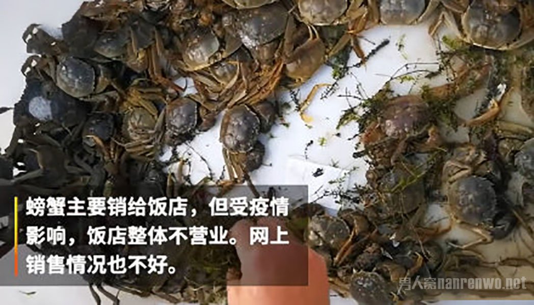 阳澄湖螃蟹大量滞销